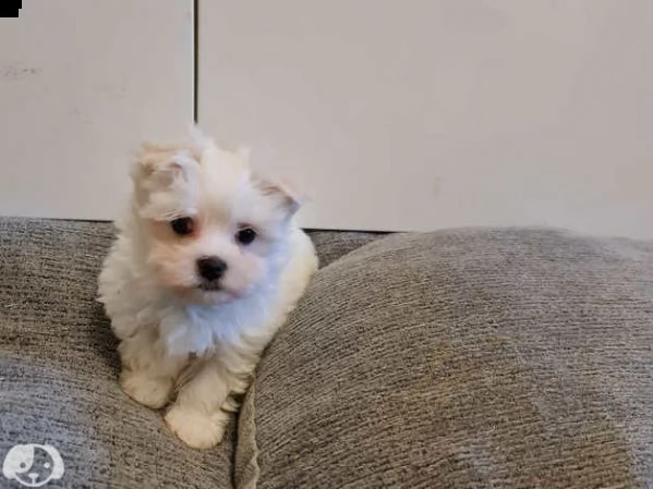maltese | Foto 4