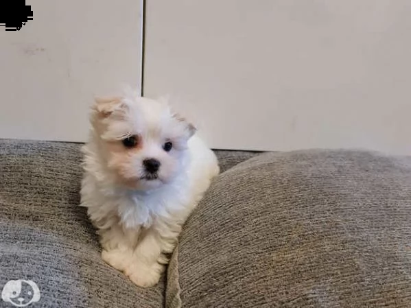 maltese | Foto 3