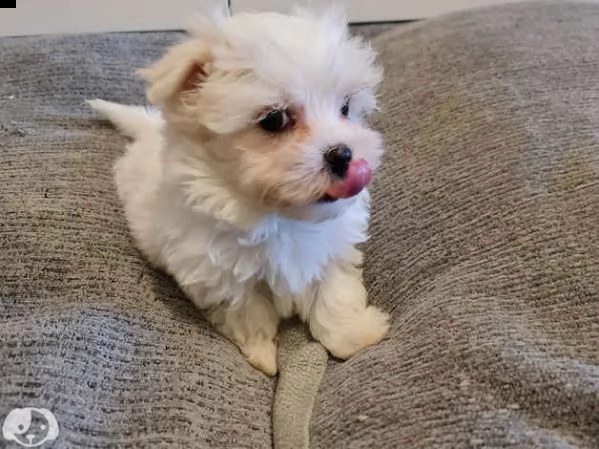 maltese | Foto 1