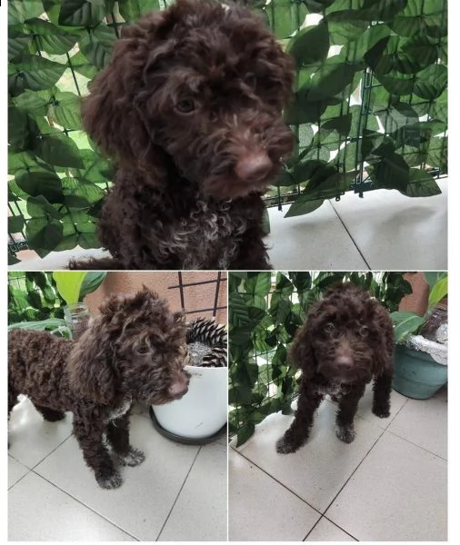 lagotto romagnolo cuccioli in vendita | Foto 6