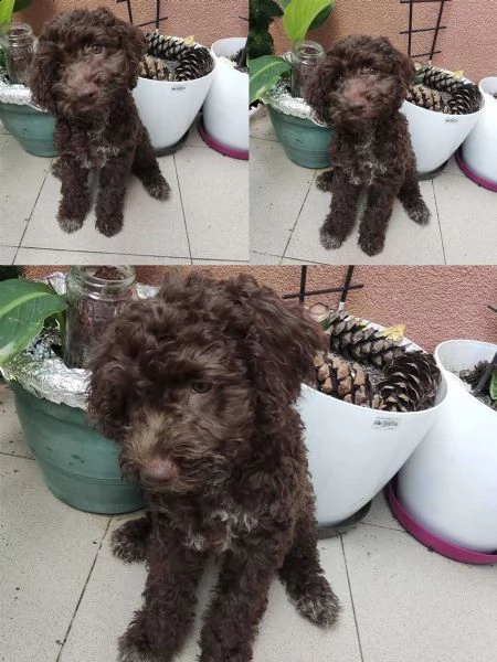 lagotto romagnolo cuccioli in vendita | Foto 5