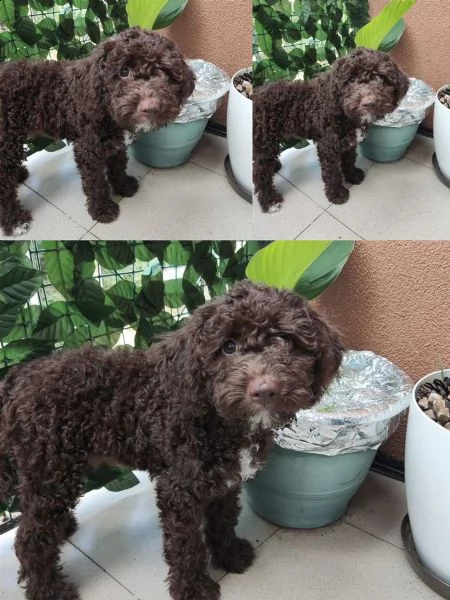 lagotto romagnolo cuccioli in vendita | Foto 4