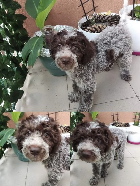 lagotto romagnolo cuccioli in vendita | Foto 3