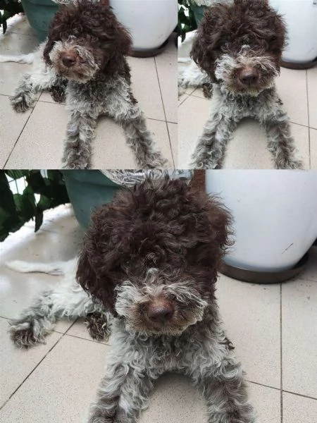 lagotto romagnolo cuccioli in vendita | Foto 2