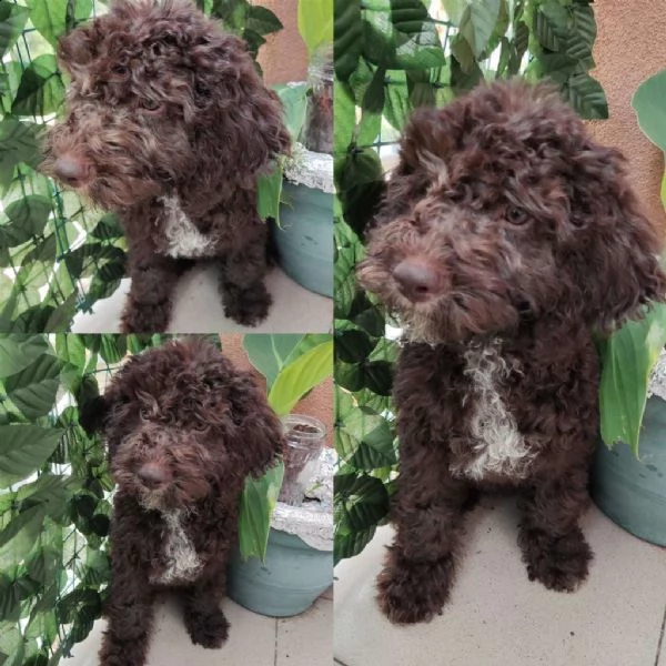 lagotto romagnolo cuccioli in vendita