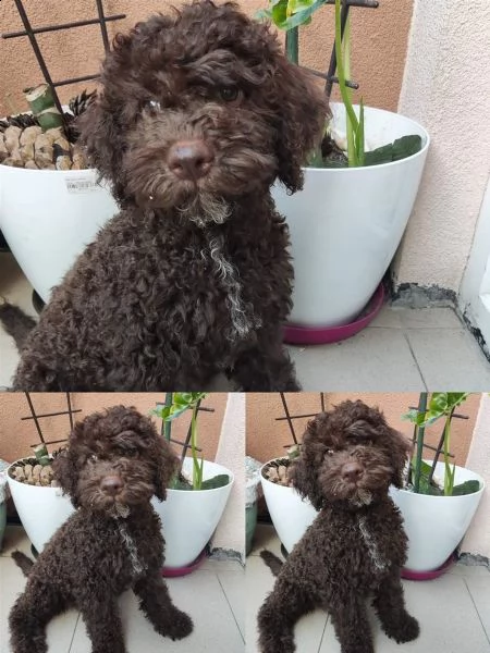lagotto romagnolo cuccioli in vendita | Foto 1