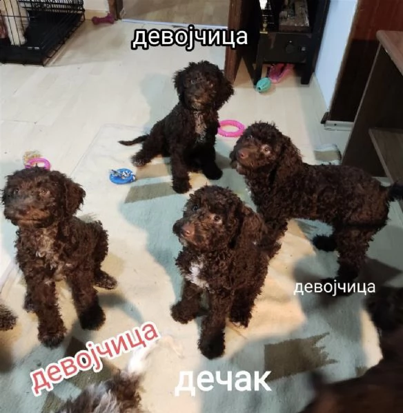 lagotto romagnolo cuccioli in vendita | Foto 0