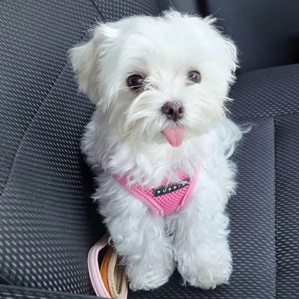    regalo maltese cuccioli meravigliosi ! 