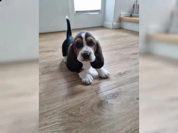 cuccioli bassethound di alta genealogia