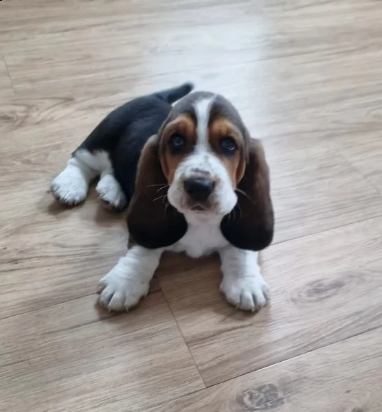 cuccioli bassethound di alta genealogia | Foto 1