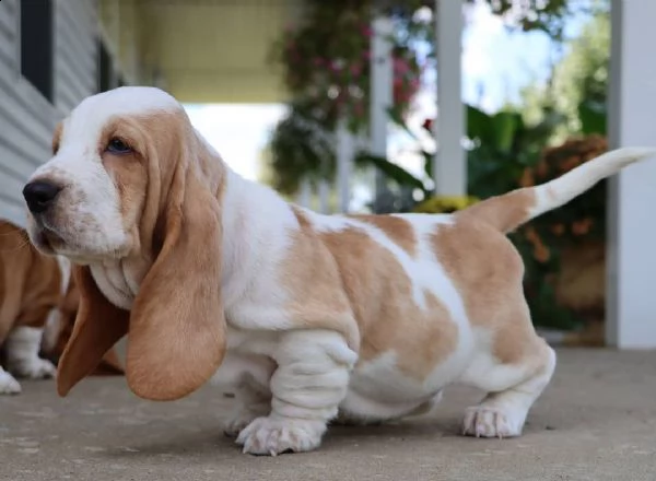 cuccioli bassethound di alta genealogia | Foto 0