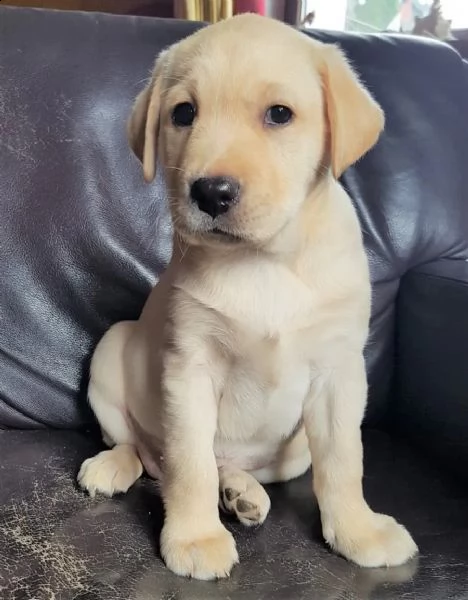cuccioli di labrador crema e cioccolato | Foto 1