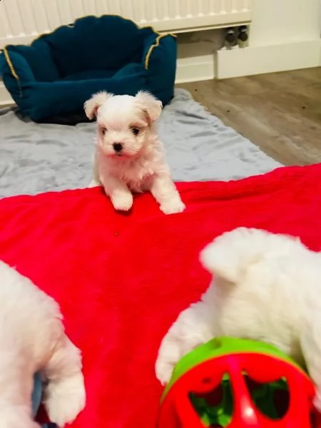 cuccioli maltesi con pedigree | Foto 2