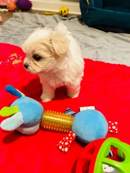 cuccioli maltesi con pedigree | Foto 1