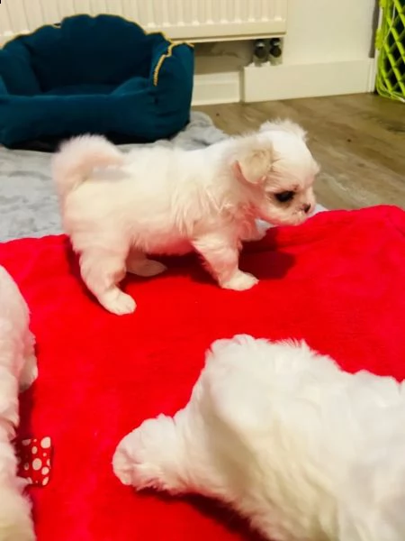 cuccioli maltesi con pedigree