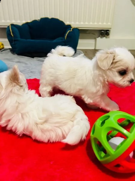 cuccioli maltesi con pedigree | Foto 0