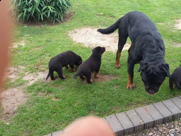 cuccioli di rottweiler | Foto 2