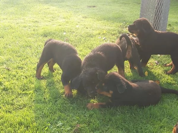 cuccioli di rottweiler | Foto 0