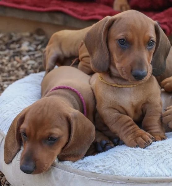 disponibili cuccioli di bassotto tedesco cioccolato | Foto 2