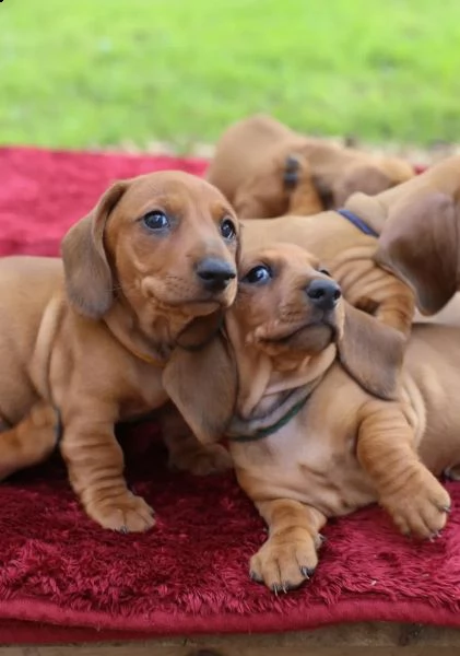 disponibili cuccioli di bassotto tedesco cioccolato | Foto 1
