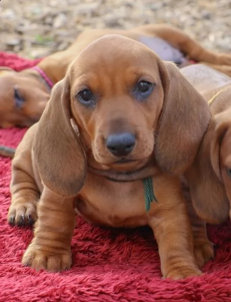 disponibili cuccioli di bassotto tedesco cioccolato | Foto 0