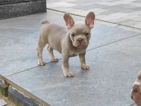 cucciolo di bulldog francese di colore blu | Foto 0