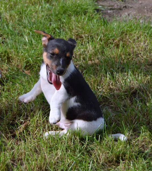 cuccioli tricolori di jack russel