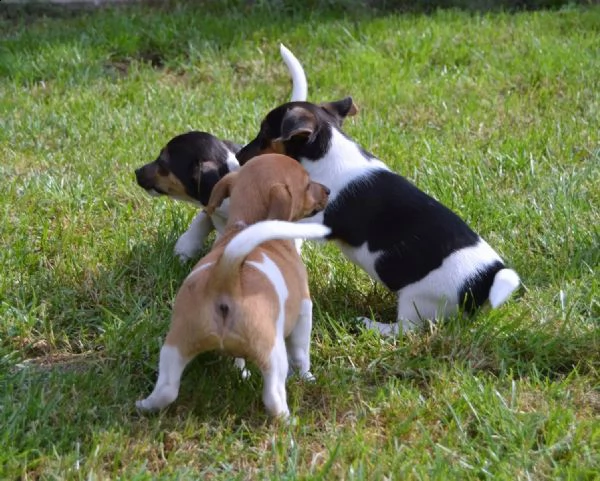 cuccioli tricolori di jack russel | Foto 1