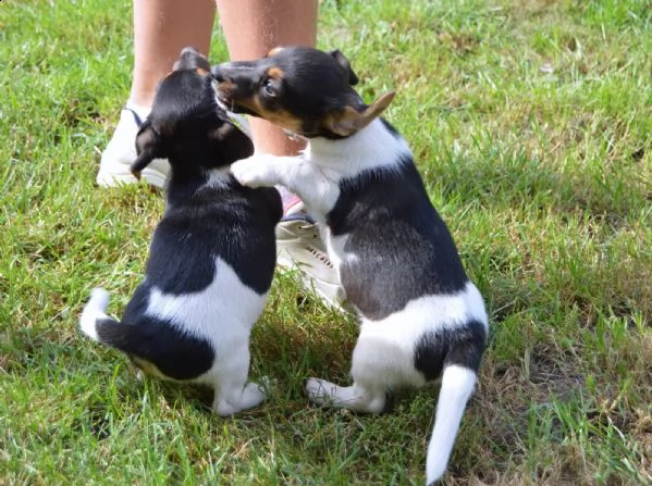 cuccioli tricolori di jack russel | Foto 0