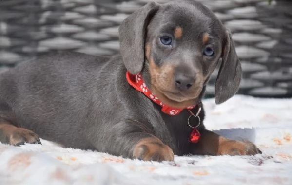 cuccioli di bassotto in miniatura bassotto | Foto 1