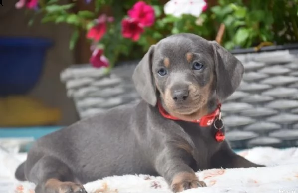 cuccioli di bassotto in miniatura bassotto | Foto 0