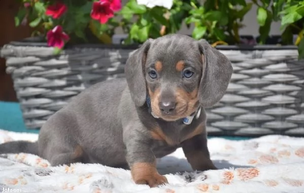 cuccioli di bassotto in miniatura bassotto