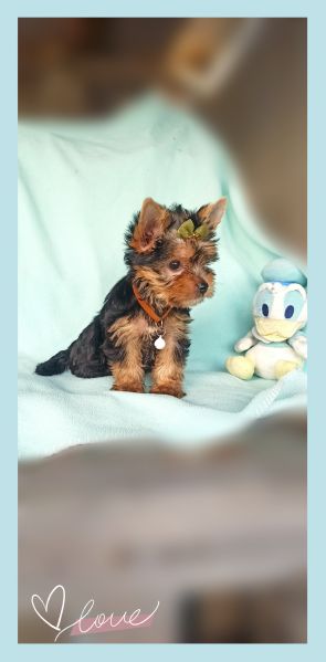 yorkshire terrier toy | Foto 0