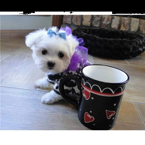 cuccioli di maltese