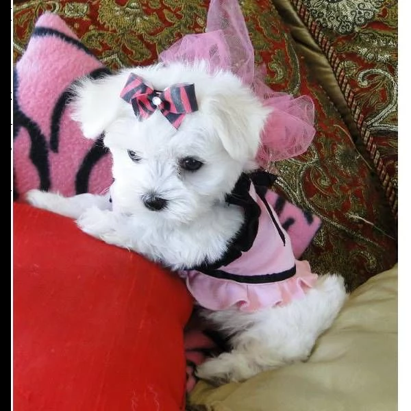cuccioli di maltese !!