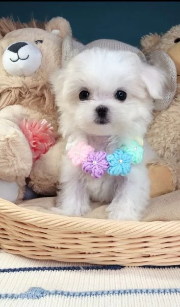 regalo adorabili cuccioli mini maltese  femminucce e maschietti  gratuita