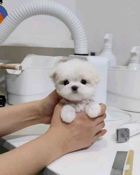 regalo  maltese mini toy | Foto 0