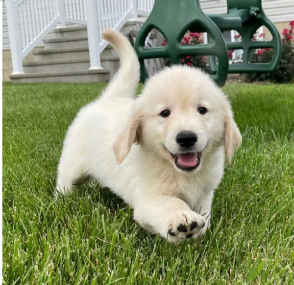 regalo cuccioli di golden retriver .