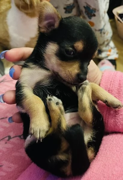 regalo cuccioli dolce e bella chihuahua toy