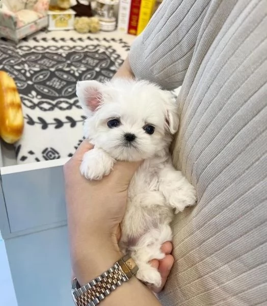 regalo  maltese mini toy | Foto 0