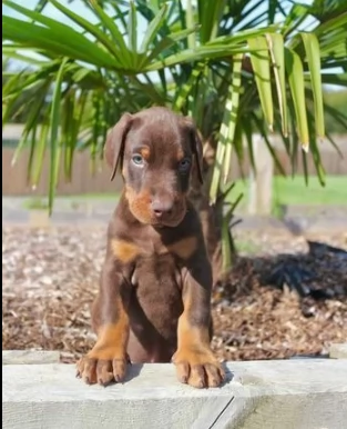 dobermann chocolate cuccioli