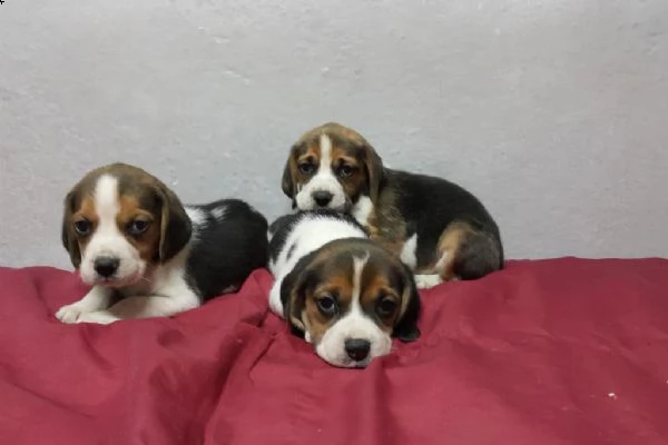 regalo cuccioli beagle whatsapp (+39 353 317 4023 ) | Foto 2