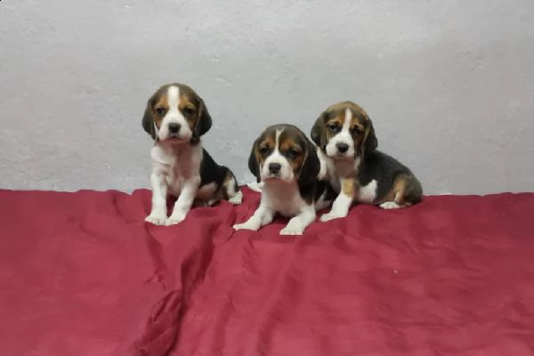 regalo cuccioli beagle whatsapp (+39 353 317 4023 ) | Foto 0