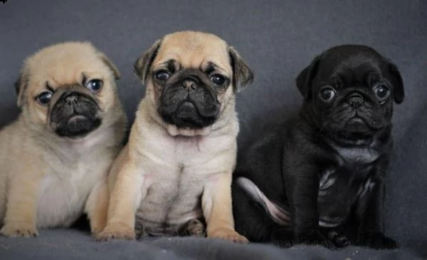 regalo cuccioli di carlino whatsapp (+39 353 317 4023) | Foto 2