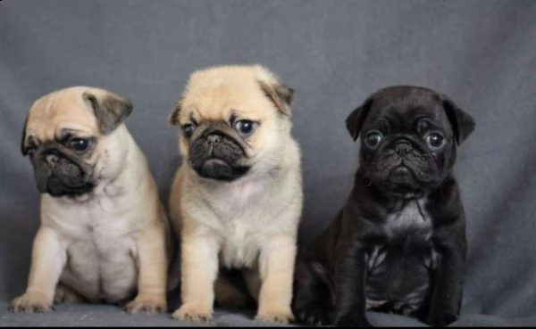 regalo cuccioli di carlino whatsapp (+39 353 317 4023)