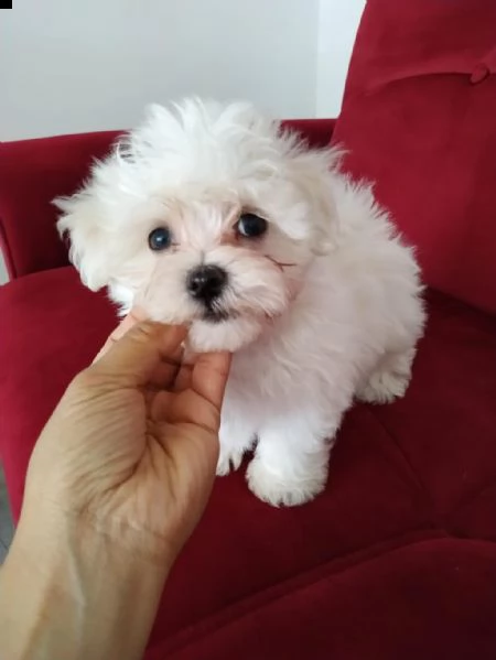 regalo cuccioli maltesi whatsapp (0039 353 317 4023) | Foto 1
