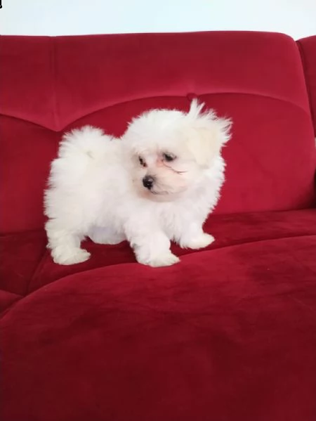 regalo cuccioli maltesi whatsapp (0039 353 317 4023)