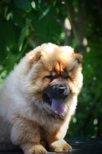 chow chow cucciolo in vendita | Foto 2