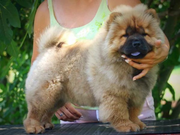 chow chow cucciolo in vendita | Foto 1