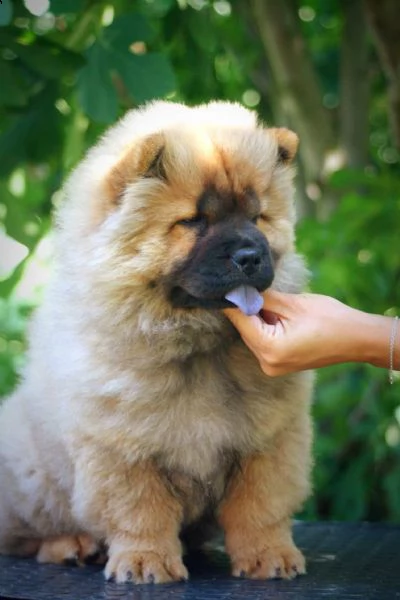 chow chow cucciolo in vendita